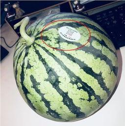 网红瓜可以在哪吃,揭秘各大热门美食聚集地 第1张 网红瓜可以在哪吃,揭秘各大热门美食聚集地 第1张